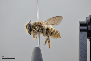 Media type: image;   Entomology 789969 Aspect: habitus lateral view